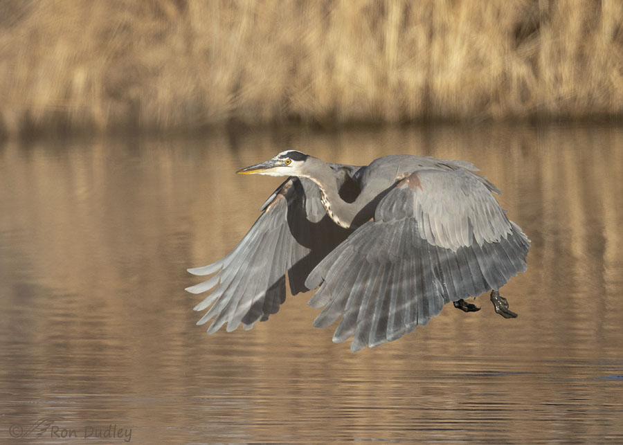 great-blue-heron-2197-ron-dudley