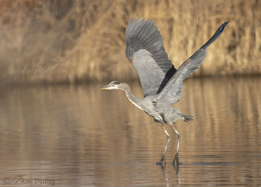 great-blue-heron-2198-ron-dudley