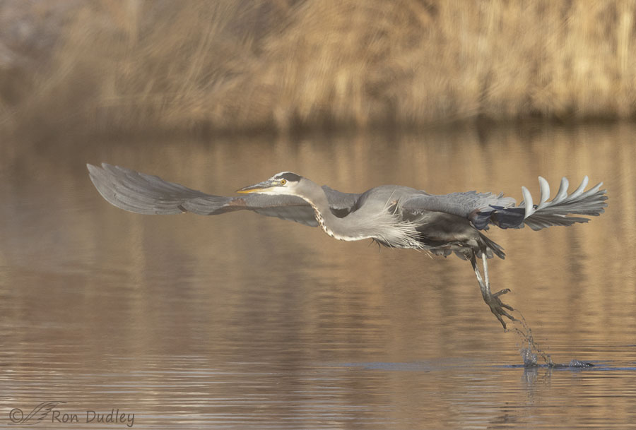 great-blue-heron-2199-ron-dudley