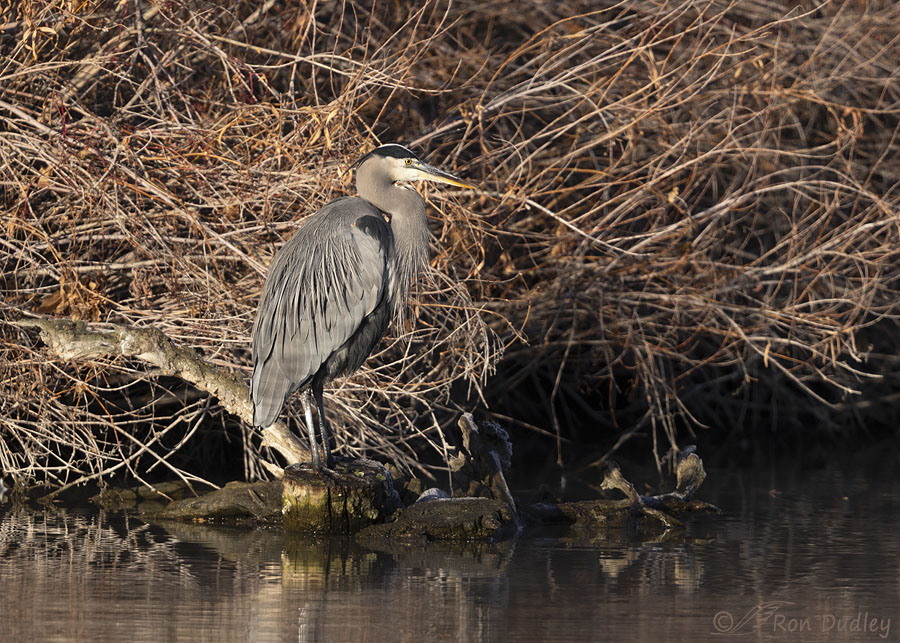 great-blue-heron-2207-ron-dudley