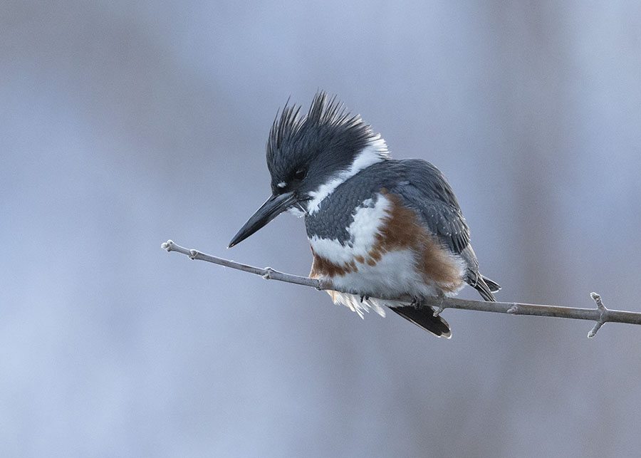 belted-kingfisher-3792-ron-dudley