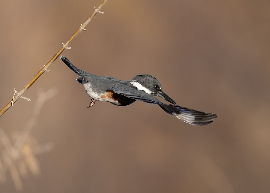 belted-kingfisher-3918-ron-dudley