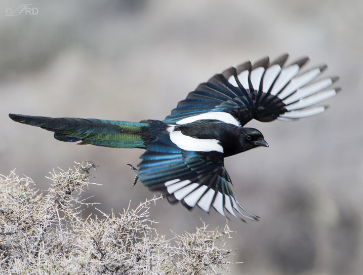 black-billed-magpie-2879-4 ron dudley