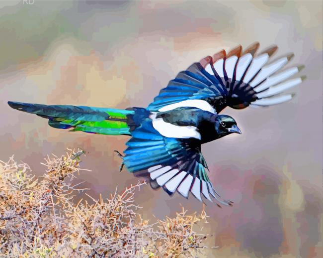 black-billed-magpie-2879-4-stolen-by-numeralpaint