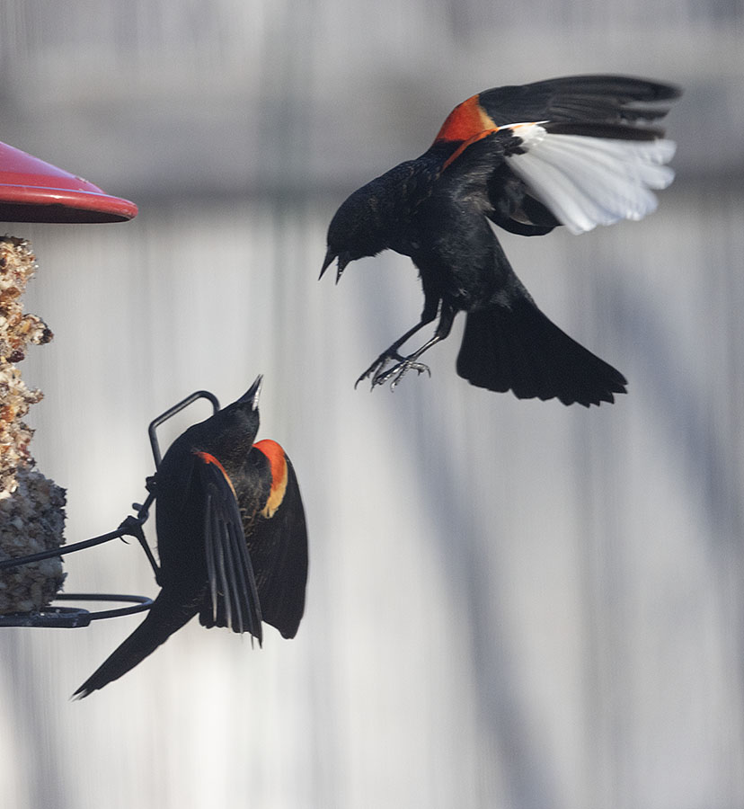 red-winged-blackbird-4054b-ron-dudley