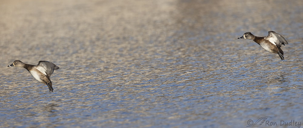 ring-necked-duck-4661-ron-dudley