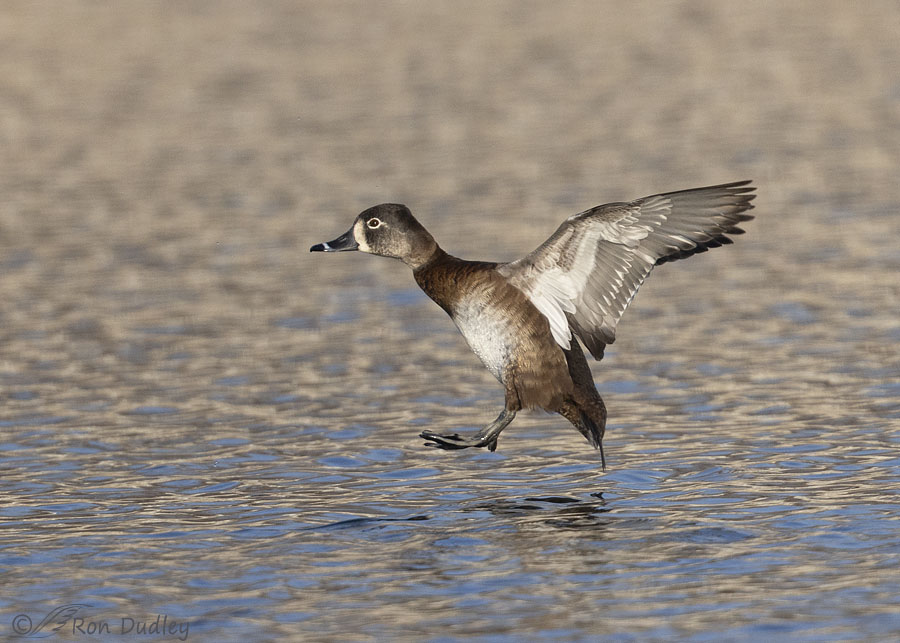 ring-necked-duck-4664-ron-dudley