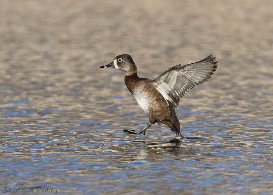 ring-necked-duck-4665-ron-dudley
