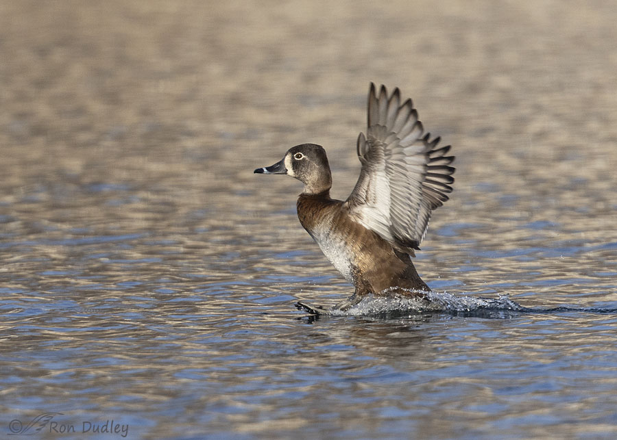 ring-necked-duck-4666-ron-dudley