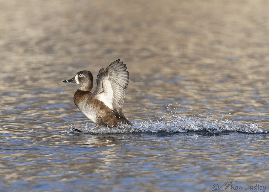 ring-necked-duck-4667-ron-dudley
