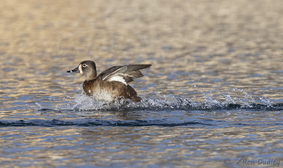 ring-necked-duck-4669-ron-dudley