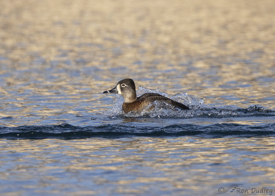 ring-necked-duck-4673-ron-dudley