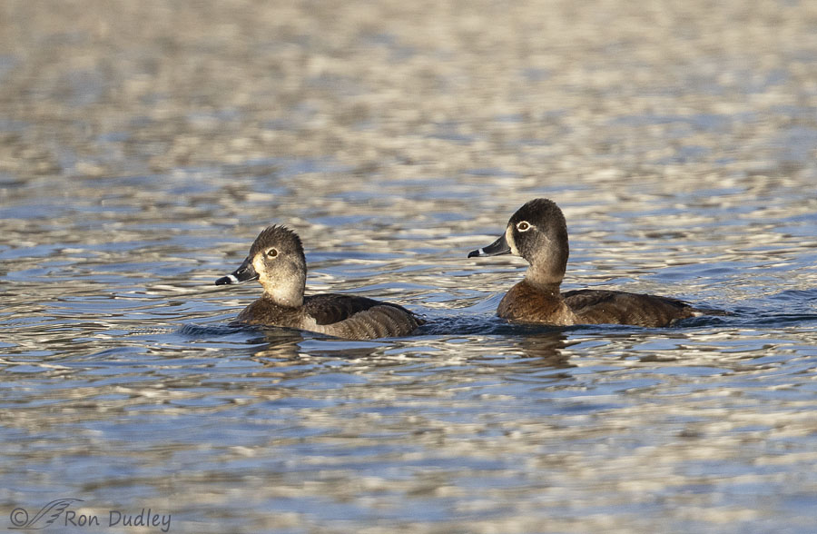 ring-necked-duck-4676-ron-dudley
