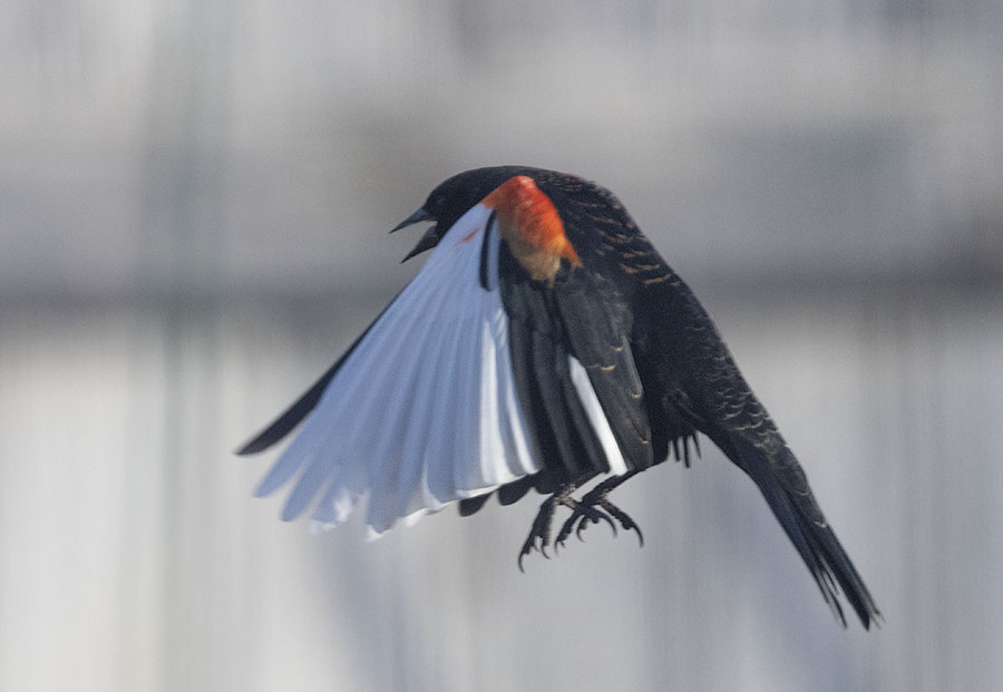 red-winged-blackbird-4056-ron-dudley