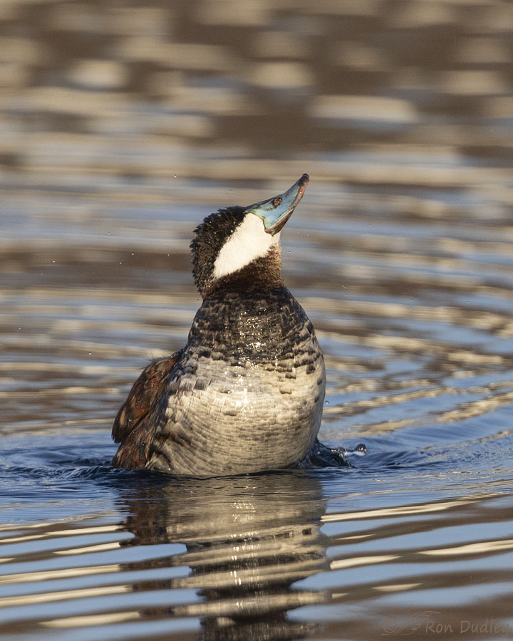 ruddy-duck-4942-ron-dudley