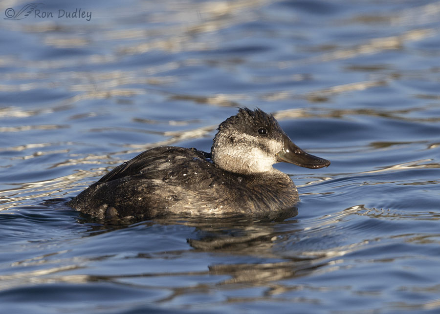 ruddy-duck-5461-ron-dudley