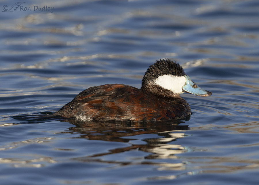 ruddy-duck-5471-ron-dudley