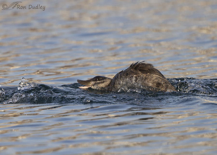 ruddy-duck 4714-ron-dudley