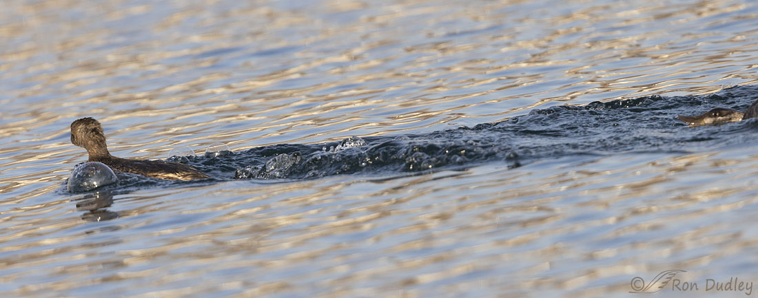 ruddy-duck 4718-ron-dudley