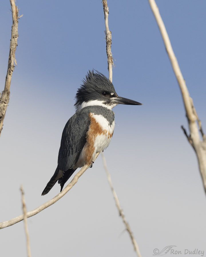 belted-kingfisher-7657-ron-dudley