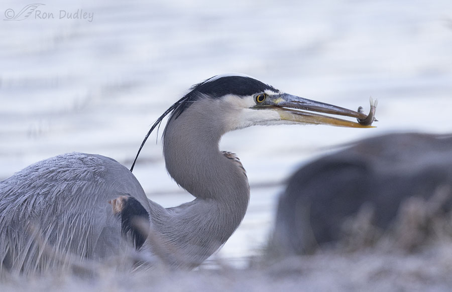 great-blue-heron-5048-ron-dudley