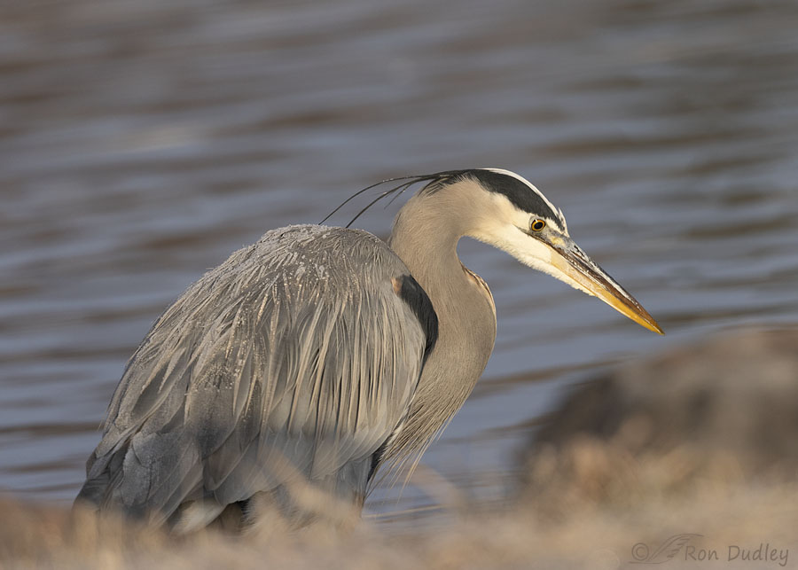 great-blue-heron-5236-ron-dudley