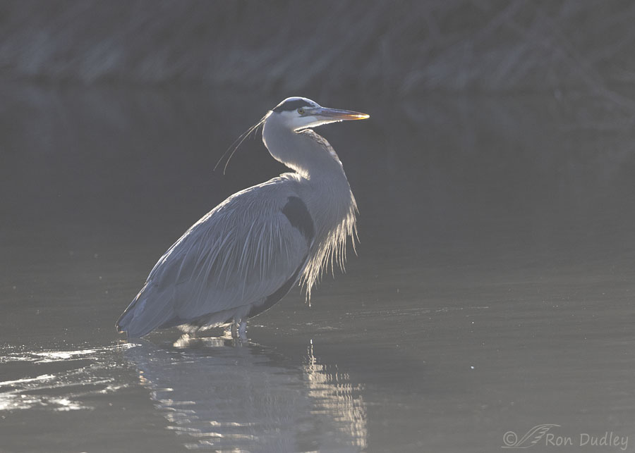 great-blue-heron-6581-ron-dudley