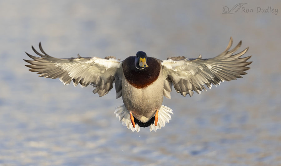 mallard-4620-ron-dudley