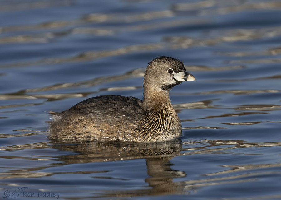 pied-billed-grebe-7631-ron-dudley