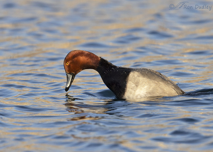 redhead-6215-ron-dudley