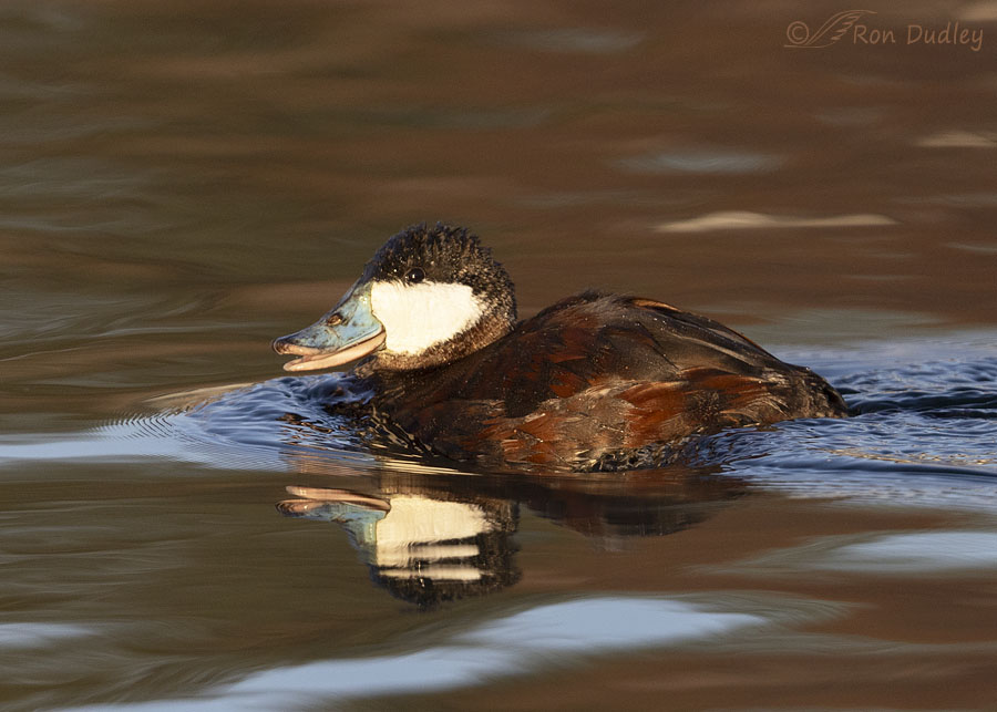 ruddy-duck ron dudley