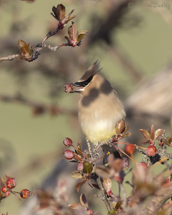 cedar-waxwing-0080-ron-dudley