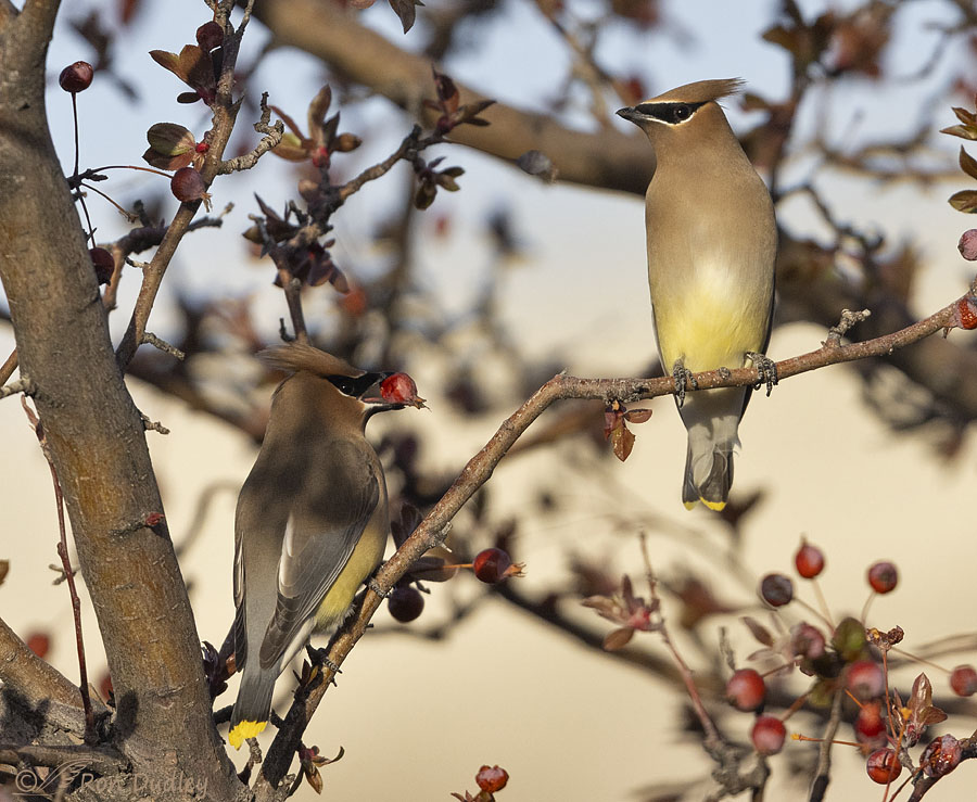cedar-waxwing-0119-ron-dudley