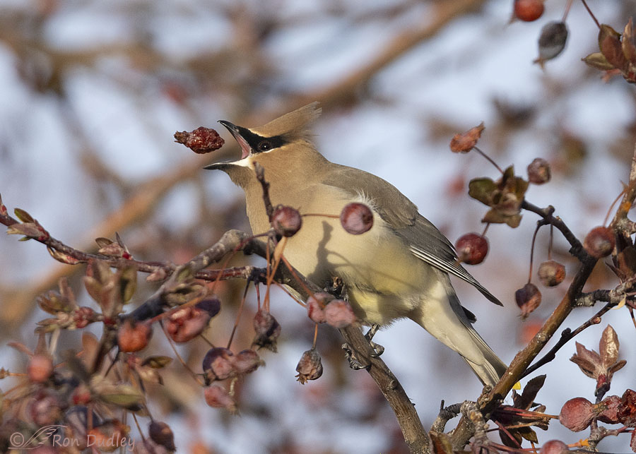 cedar-waxwing-0182-ron-dudley