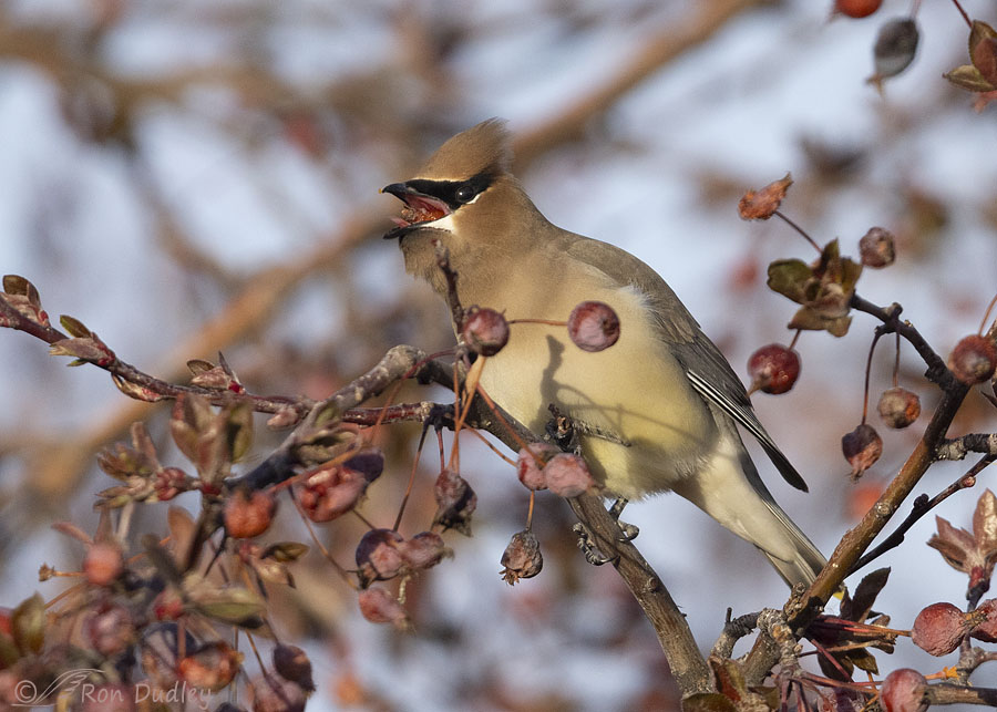 cedar-waxwing-0251-ron-dudley