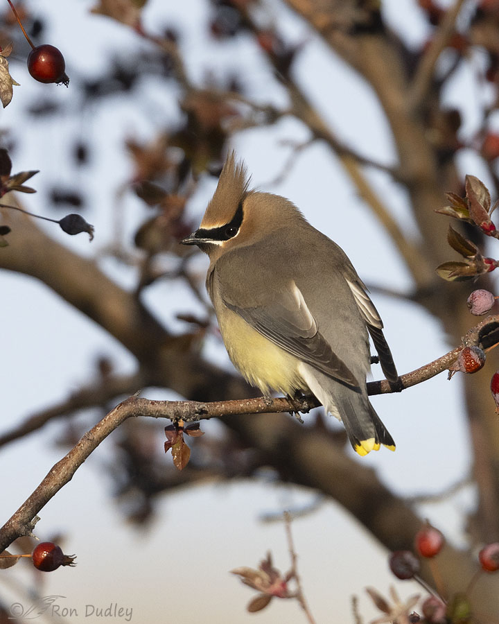 cedar-waxwing-0293-ron-dudley