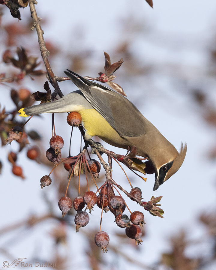 cedar-waxwing-0350-ron-dudley
