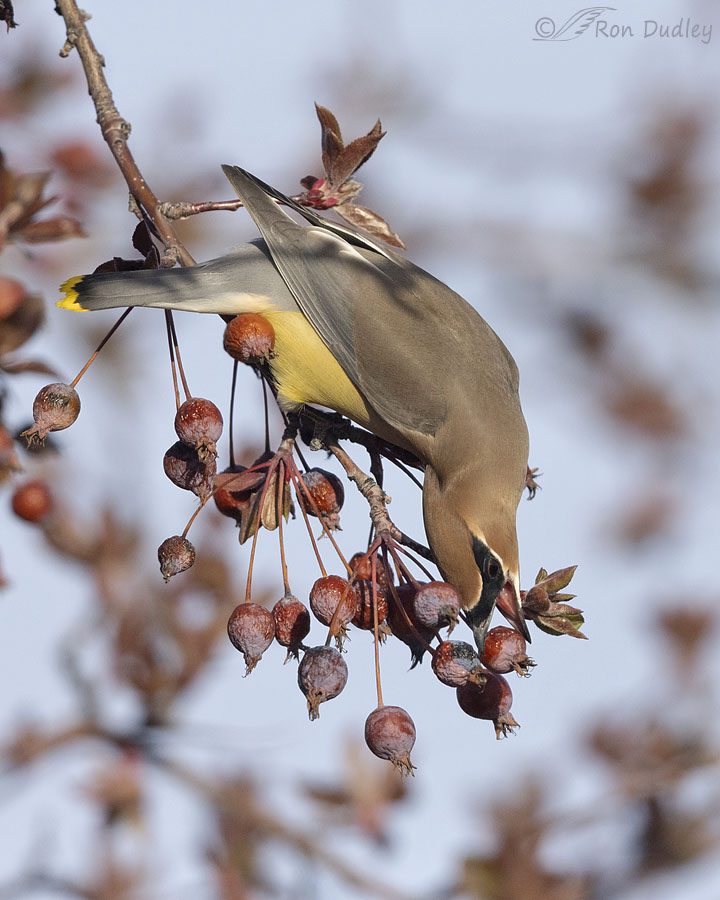 cedar-waxwing-0354-ron-dudley