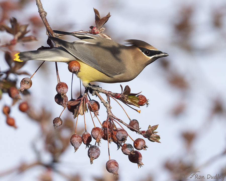 cedar-waxwing-0362-ron-dudley