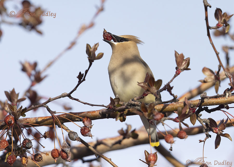 cedar-waxwing-0415-ron-dudley
