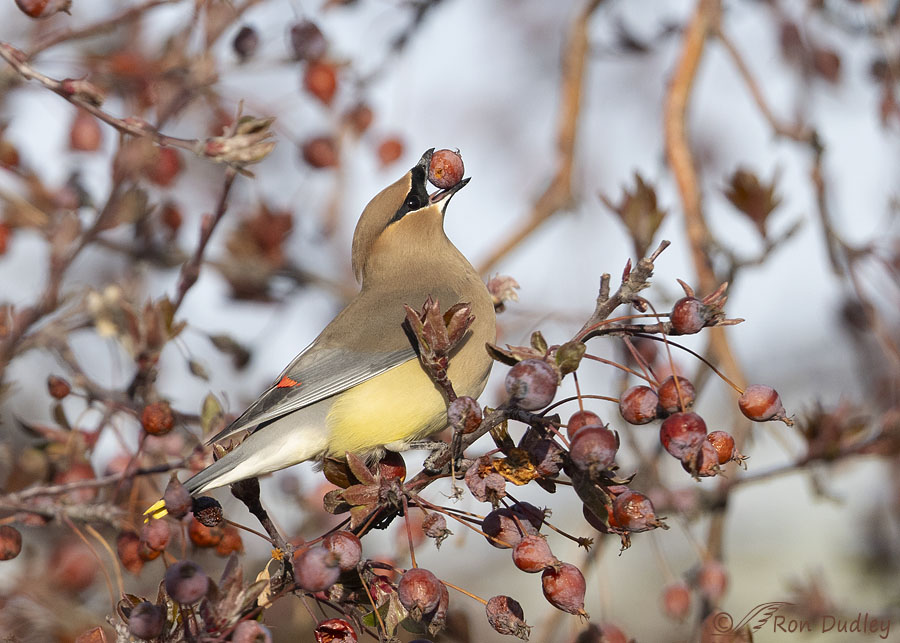 cedar-waxwing-0448-ron-dudley