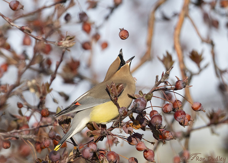 cedar-waxwing-0449-ron-dudley