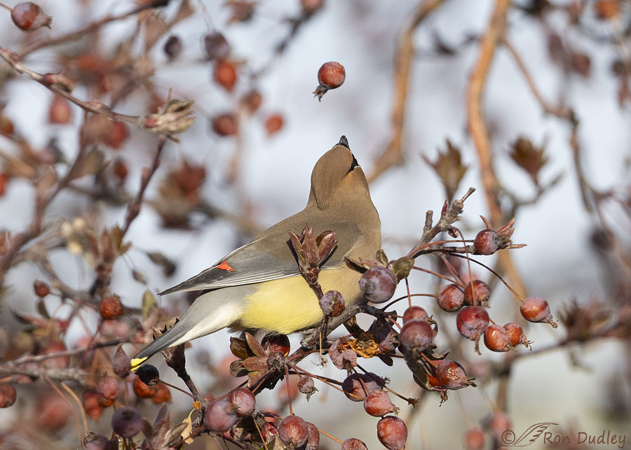 cedar-waxwing-0450-ron-dudley