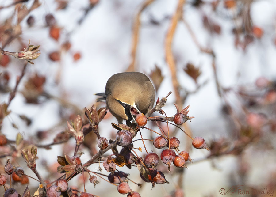 cedar-waxwing-0453-ron-dudley