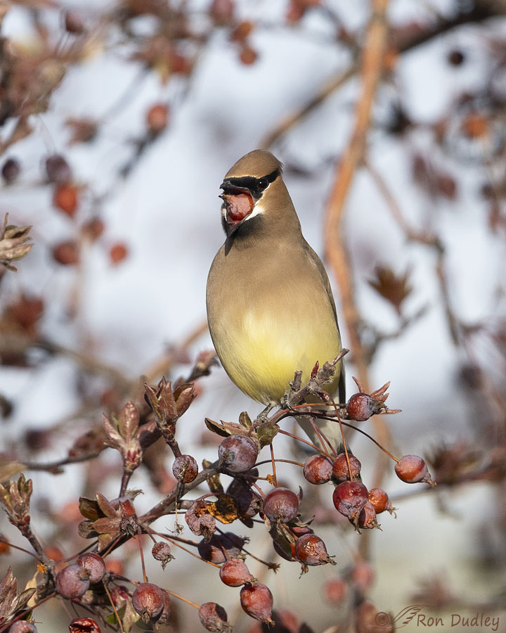 cedar-waxwing-0484-ron-dudley