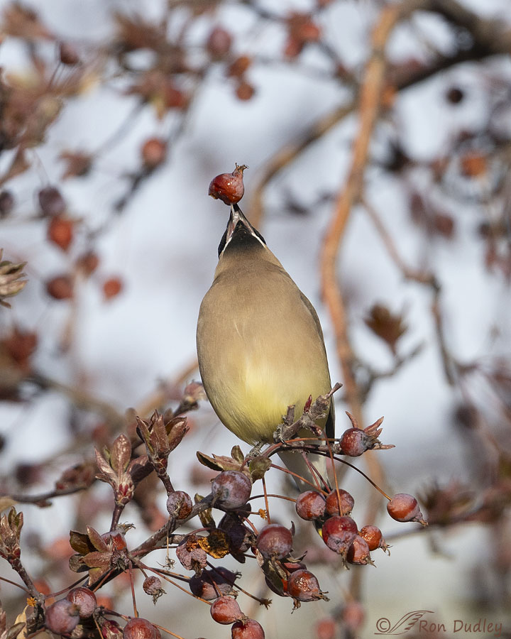cedar-waxwing-0518-ron-dudley