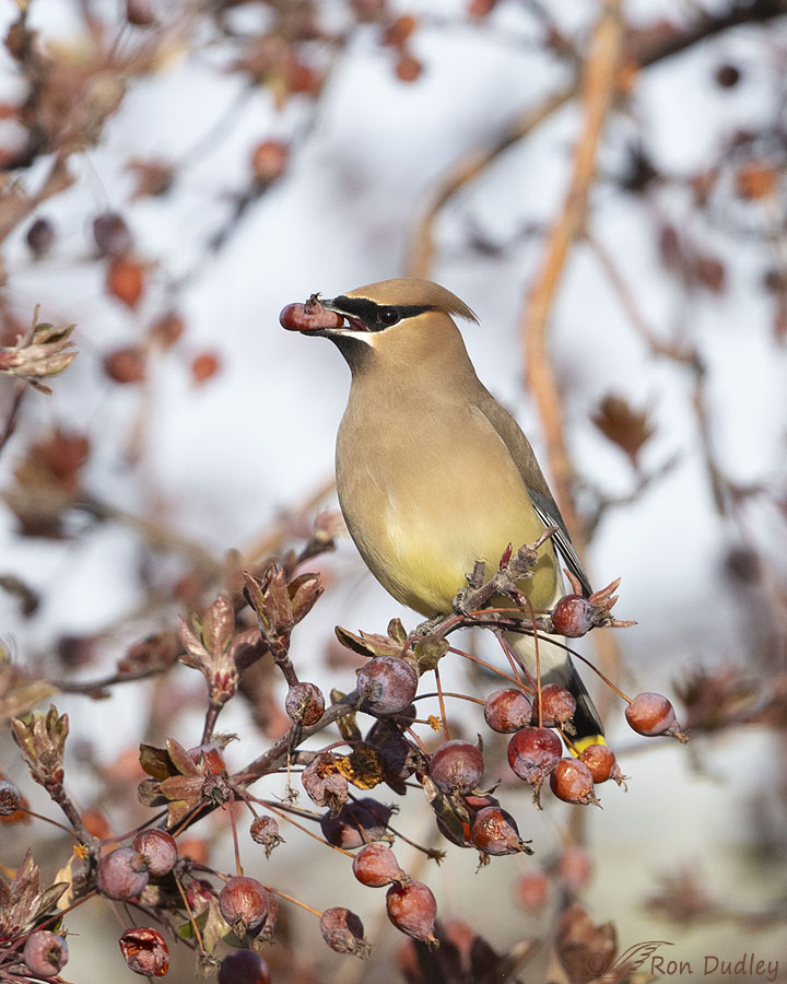 cedar-waxwing-0533-ron-dudley