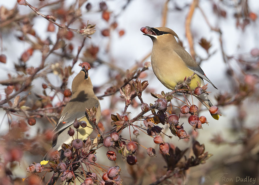 cedar-waxwing-0542-ron-dudley