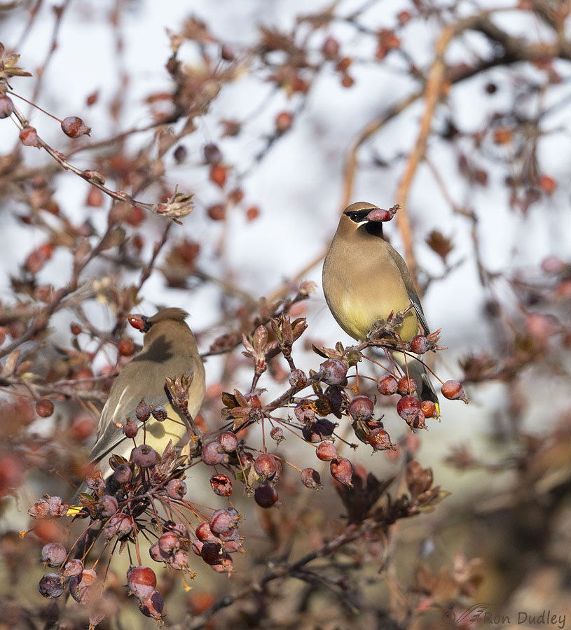 cedar-waxwing-0561-ron-dudley