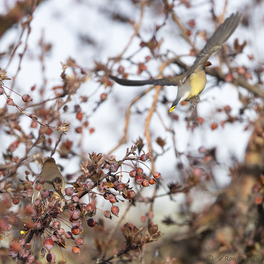 cedar-waxwing-0592-ron-dudley
